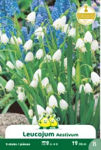 Leucojum aestivum