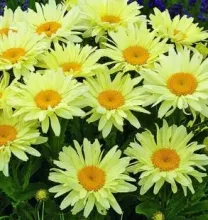 Leucanthemum. (S) 'Banana Cream'