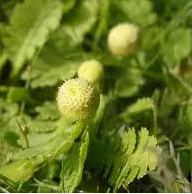 Leptinella  potentillina