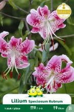 Lelies Speciosum Rubrum B