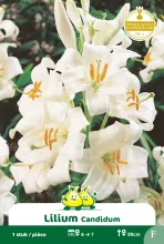 Lilium candidum