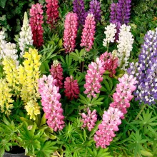 Lupinus Gallery