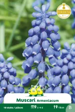 Muscari 'Armeniacum'