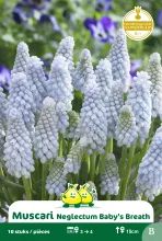 Muscari 'Baby's Breath'