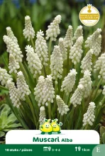 Muscari 'Botryoides Album'