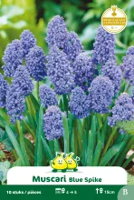 Muscari 'Blue Spike'