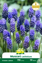 Muscari 'Latifolium'
