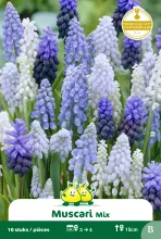 Muscari Mix