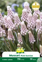 Muscari 'Pink Sunrise'