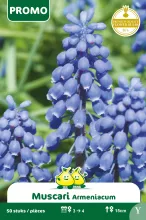 Muscari 'Armeniacum'