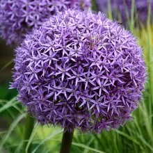 Allium 'Ambassador' XXL