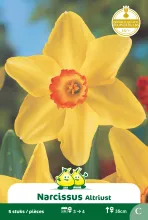 Narcis 'Altruist' ('Birma)