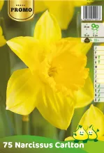 Narcis 'Carlton'