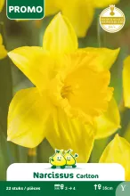 Narcis 'Carlton'