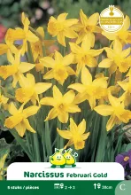 Narcis 'February Gold'
