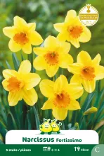 Narcis 'Fortissimo'