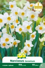 Narcis 'Geranium'