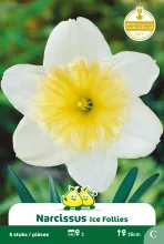 Narcis 'Ice Follies'