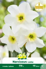 Narcis 'Lieke'