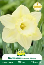 Narcis 'Lemon Shake'