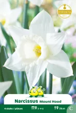 Narcis 'Mount Hood'