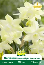 Narcis 'Moonlight Sensation'