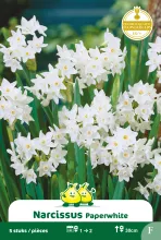 Narcis 'Paperwhite'