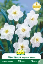 Narcis 'Papillon Blanc'