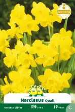 Narcis 'Quail'