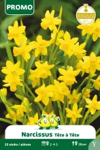 Narcis 'Tête à tête'