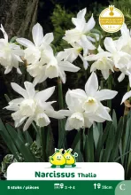 Narcis 'Thalia'