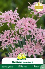 Nerine Bowdenii C