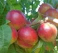Nectarine 'MADAME BLANCHET'