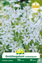 Ornithogalum 'Umbelatum'