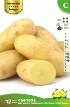Aardappel Charlotte 12 St.