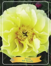 Paeonia itoh 'Bartzella'