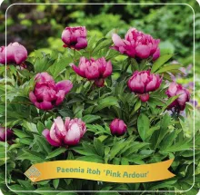 Paeonia itoh 'Pink Ardour'