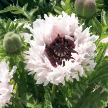 Papaver or. 'White Ruffles'