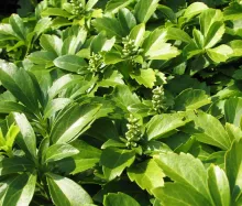 Pachysandra terminalis