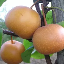 Peer Nashi 'CHOJURO'