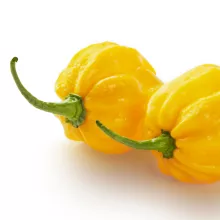 PEPER HABANERO YELLOW