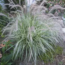 Pennisetum 'Sky Rocket'