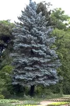 Picea pungens 'Glauca'