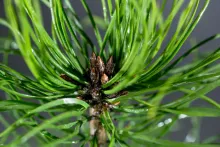 Pinus sylv. 'Norske Typ'