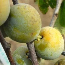 Pruim 'REINE-CLAUDE D'OULLINS'