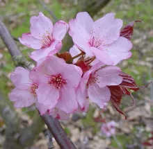 Prunus sargentii