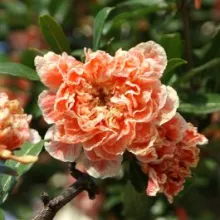Punica granatum 'Legrelliae'