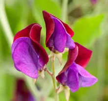REUKERWT Lathyrus odoratus