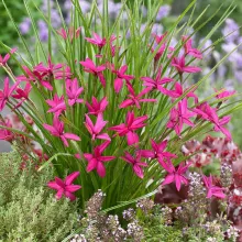 Rhodoxis 'Beverly'