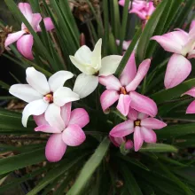 Rhodoxis 'Fairy Kisses'